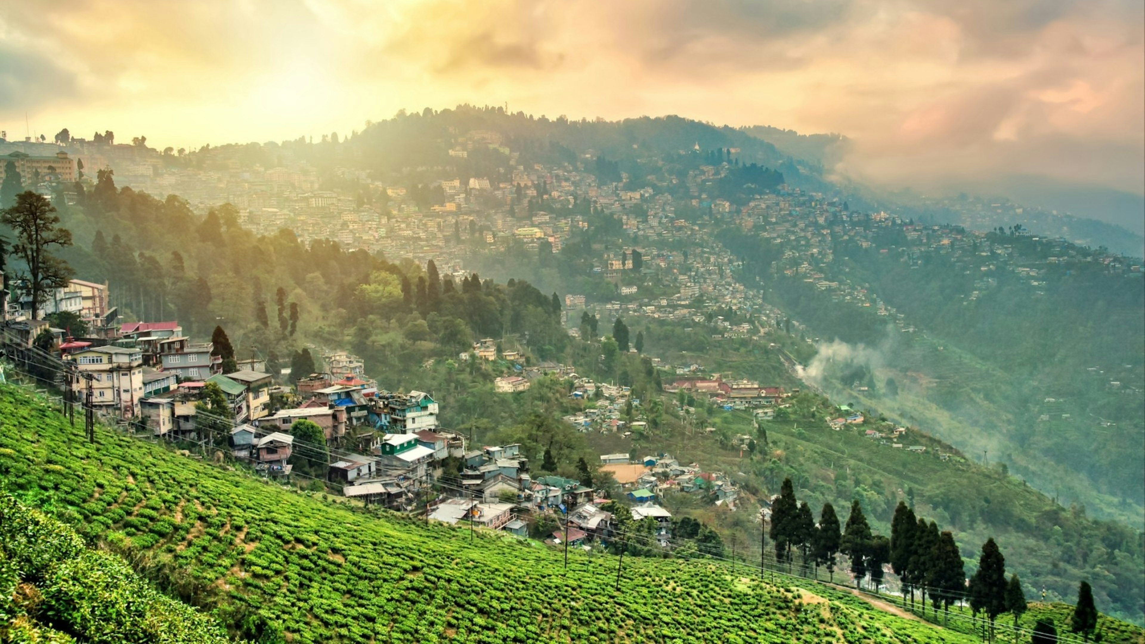 Tea plantations in Darjeeling, West Bengal, India