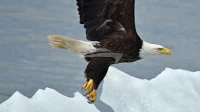 Bald Eagle
