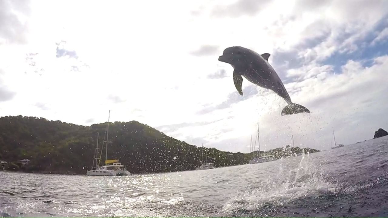 Firefly, in the background