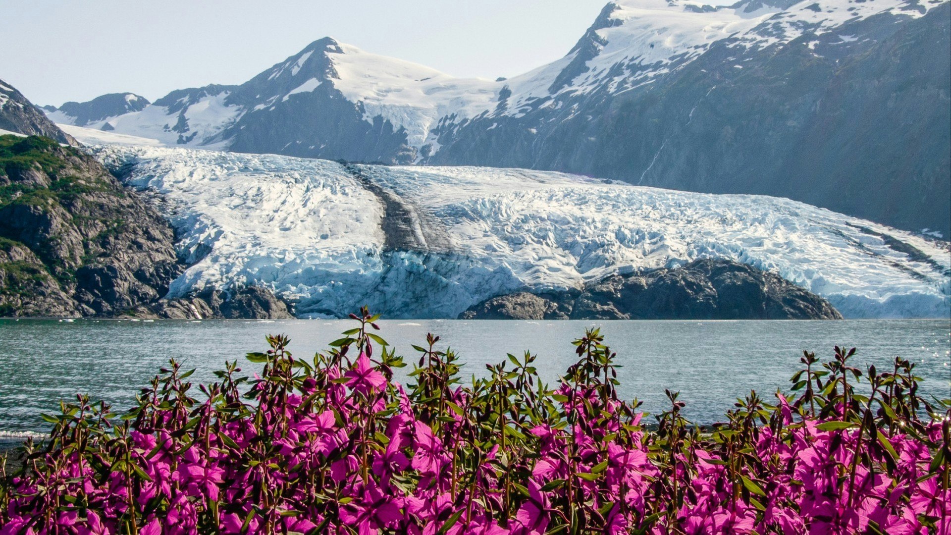 View of Portage glacier in the Chugach mountains and Portage lake on the background and pink blooming fireweed on the foreground. Shot in the USA, Alaska, in summer.