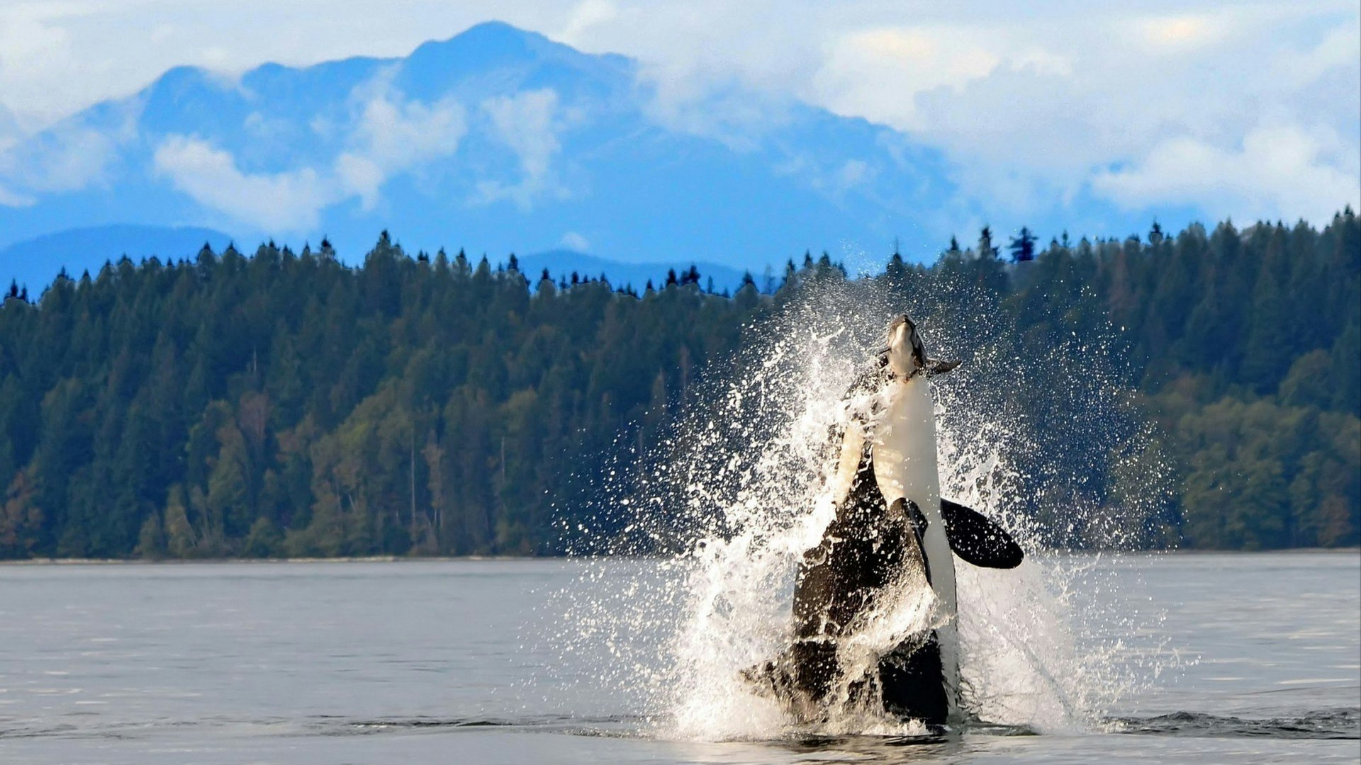 Dramatic photo of orca breaching