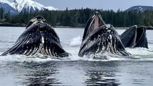 Bubble feeding