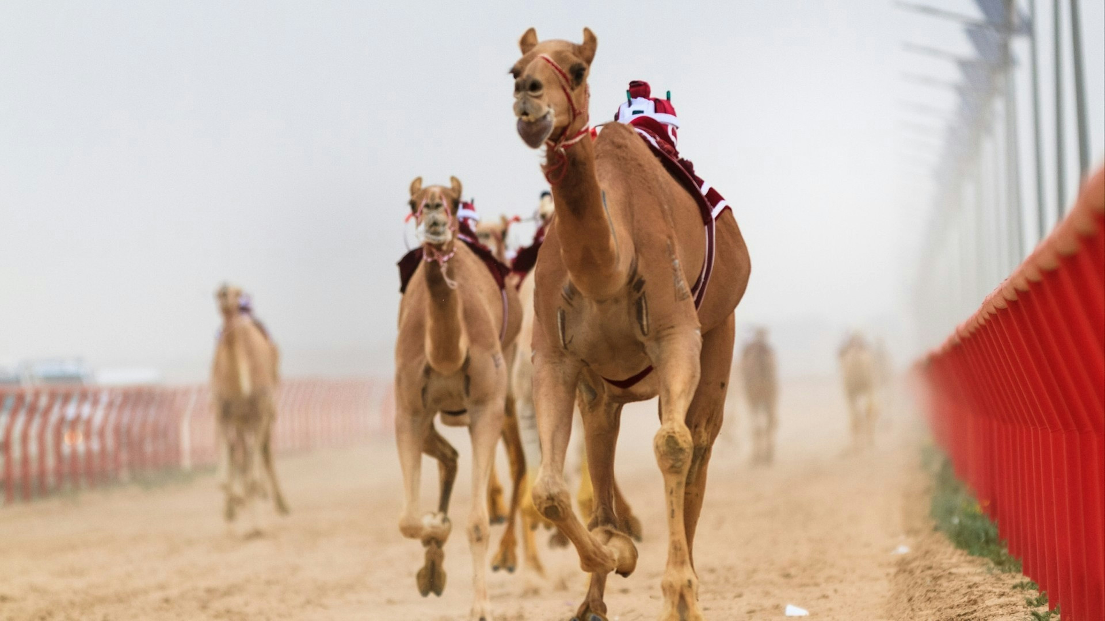 International Camel Racing Festival, a traditional arab culture in Kuwait