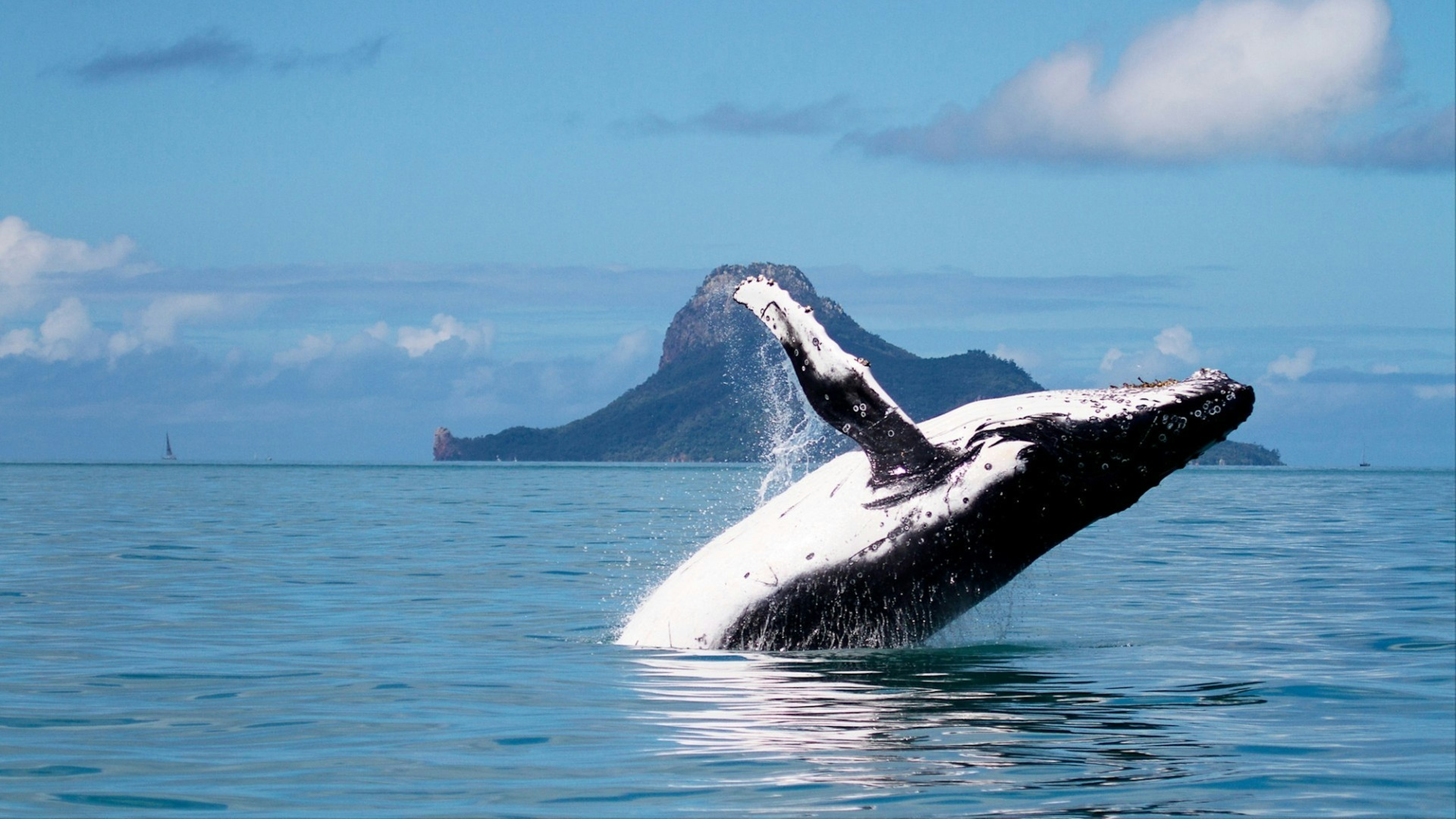 Humpbank whale breaching in front of Pentecost Island Whitsundays Queensland Australia