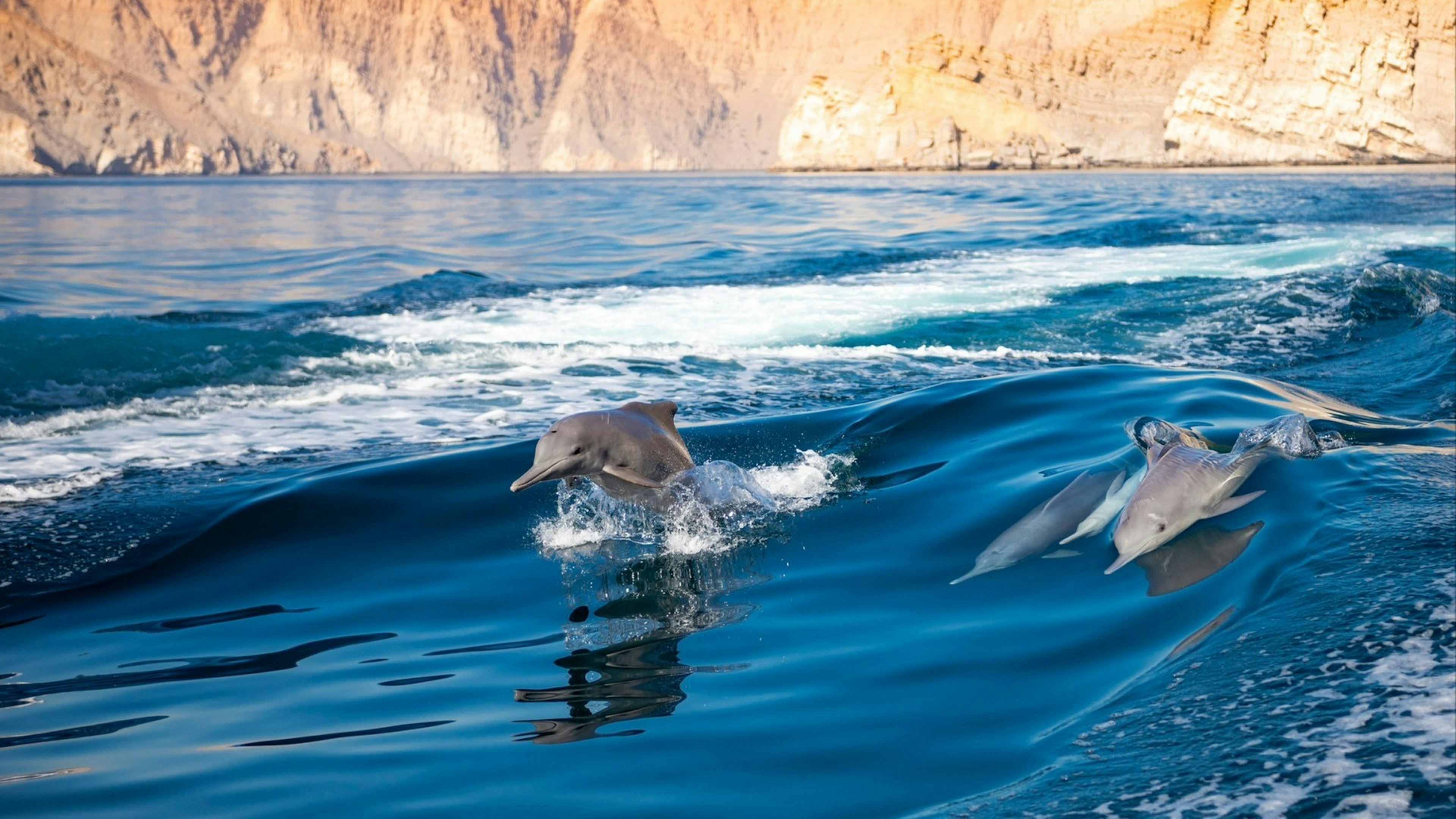 dolphins in Oman. dolphins jumping
