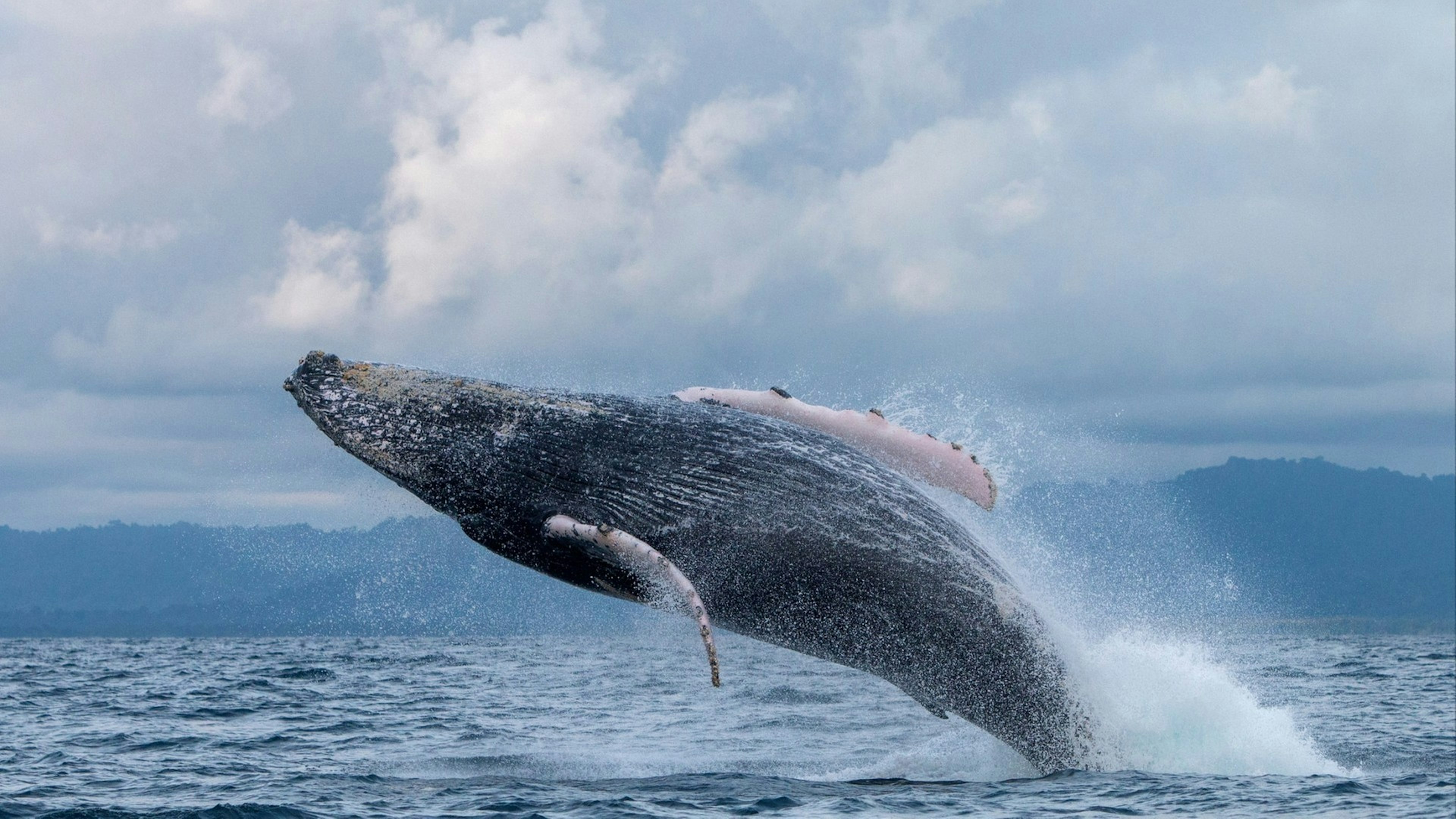 Humpback whale jumping out of the water off the coast of Nuquí in Colombia.