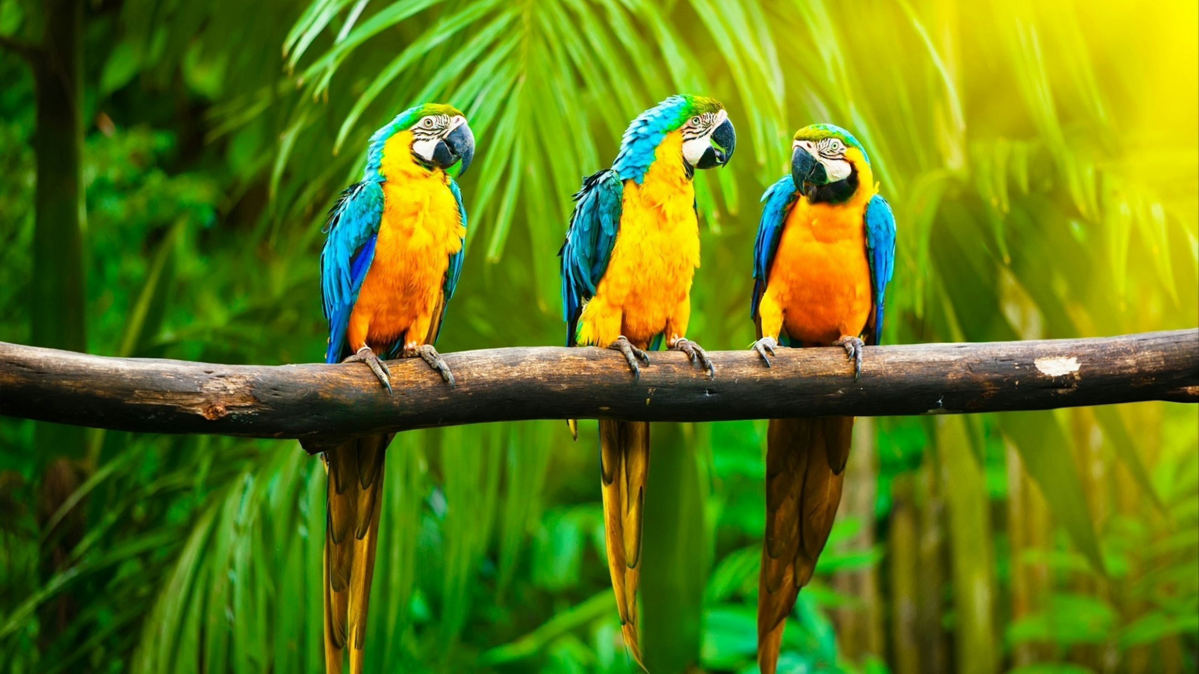 Blue-and-Yellow Macaw (Ara ararauna), also known as the Blue-and-Gold Macaw