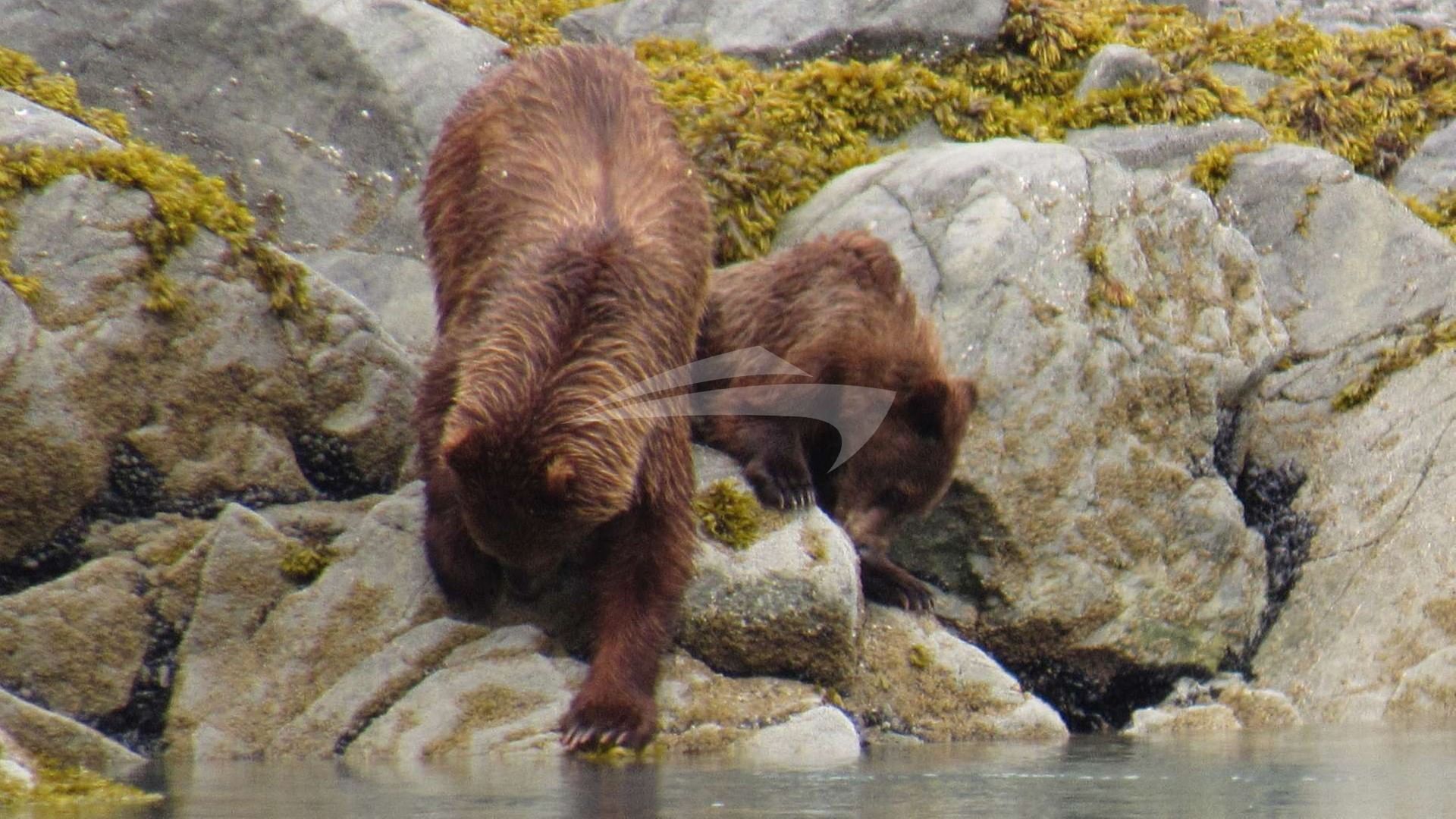 Up front views of brown bears are just part of the day to day experience