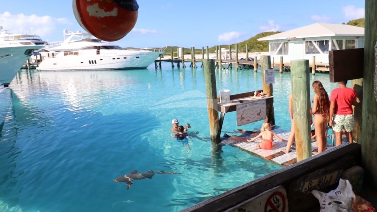 Feeding the nurse sharks