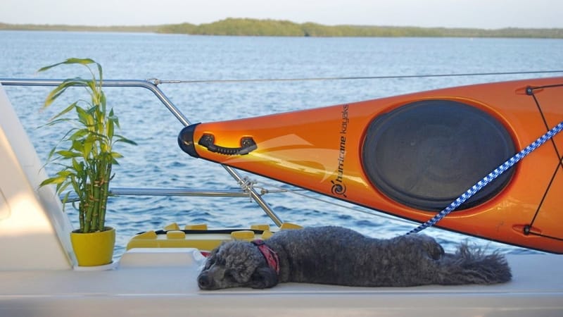 Watch dog Tabasco