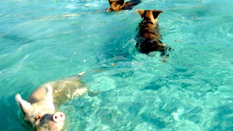 Swimming pigs at Staniel Cay