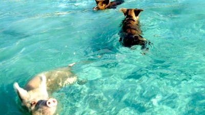Swimming pigs at Staniel Cay