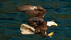 Bald Eagle