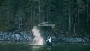 Orca Whales