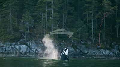 Orca Whales