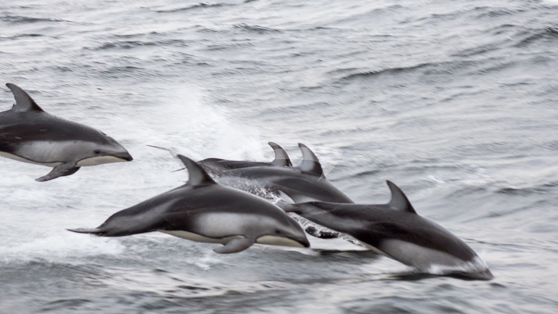 Pacific White-Sided Dolphins