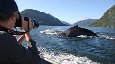 Humpback Whale