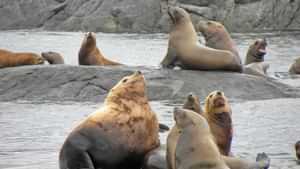 Sea Lions