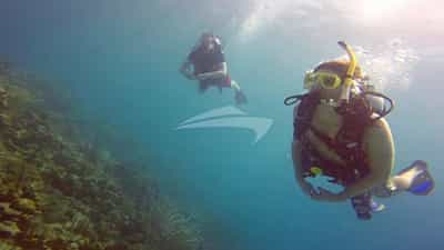 Diving the Reefs