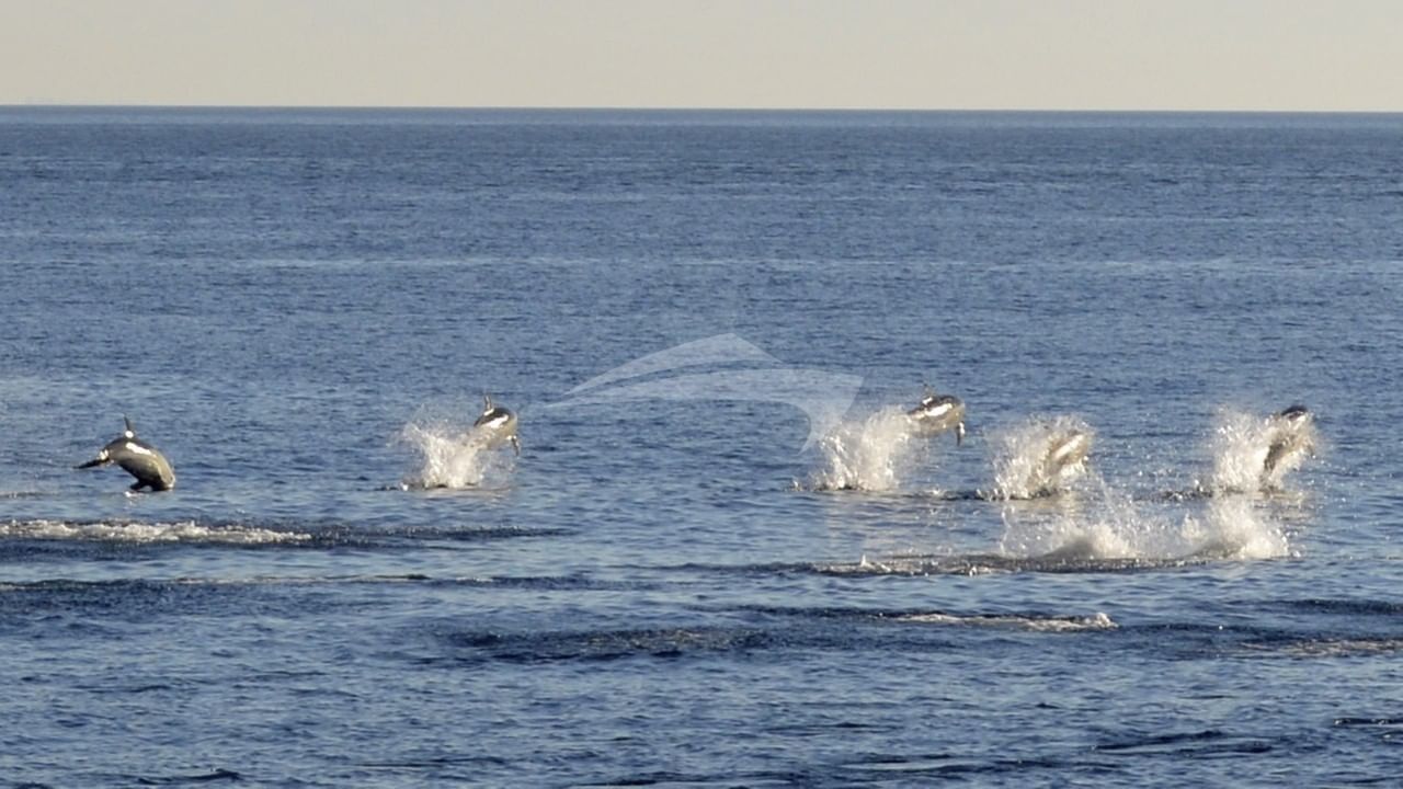 Dolphin racing off Cat and the Fiddle's bow