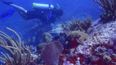 We specialise in scuba diving