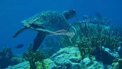 Spectacular sealife