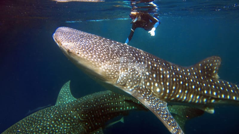 Snorkelling