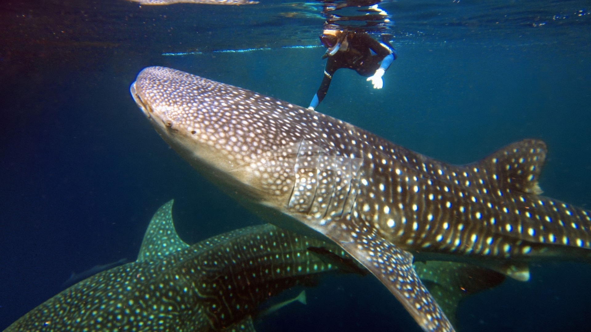 Snorkelling