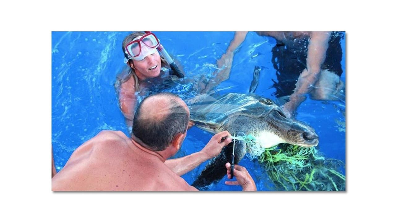 Crew and guests freeing a tangled sea turtle