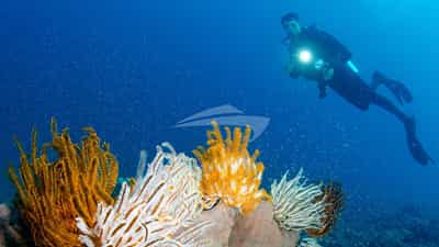 Diving