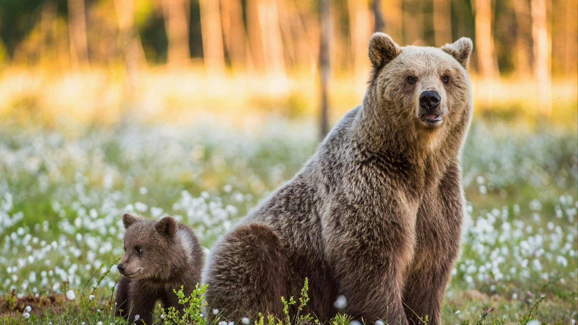 Cub and Adult female of Brown Bear in the forest at summer time