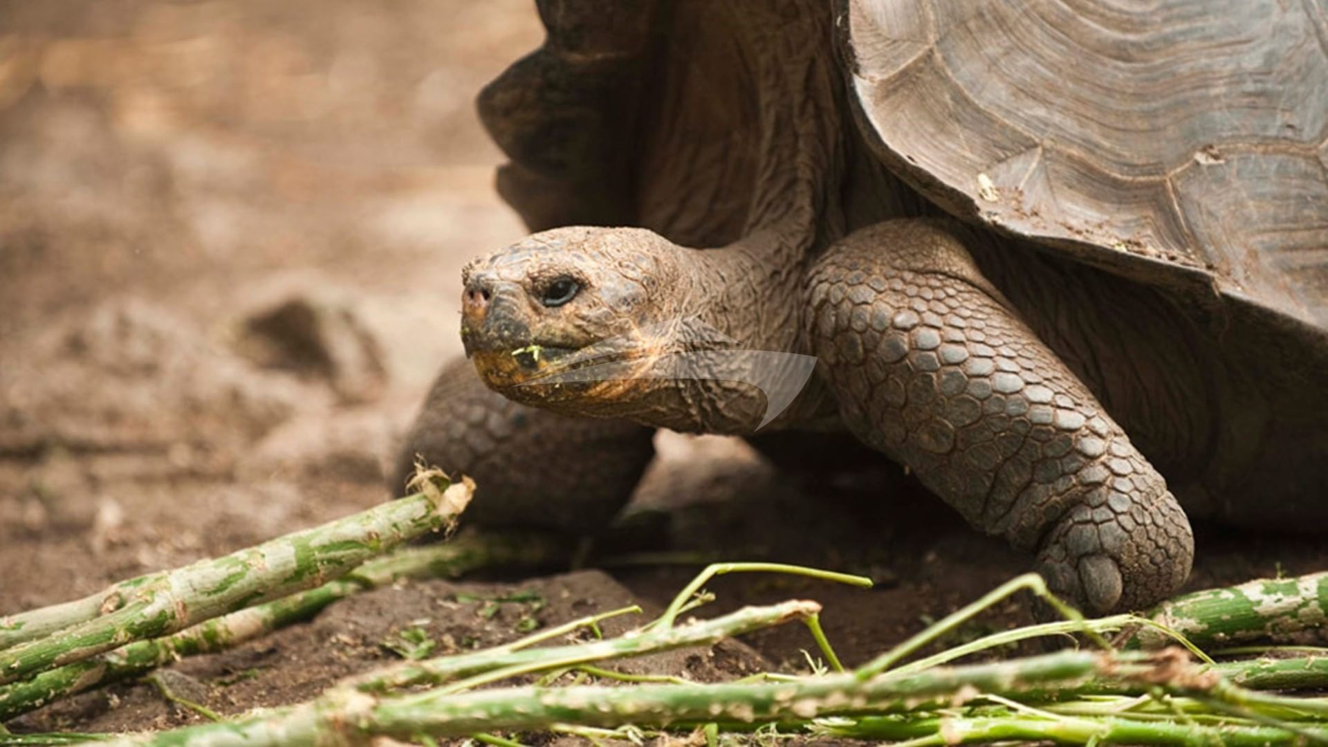 Galapagos giant tortoise