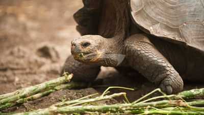 Galapagos giant tortoise