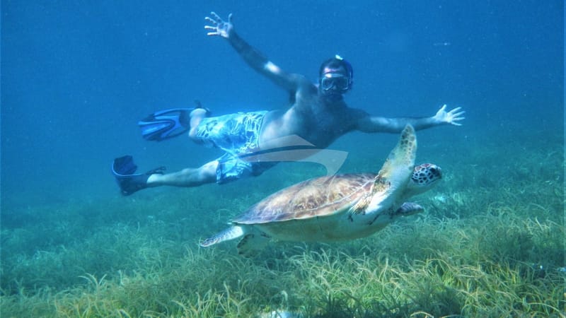 GENESIS Charter Guest Snorkeling with Turtle