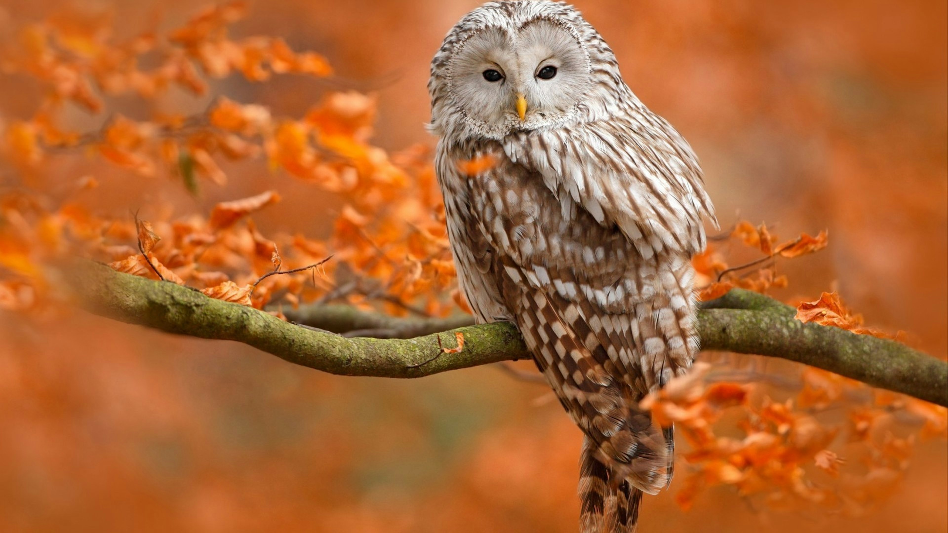 Autumn in nature with owl. Ural Owl, Strix uralensis, sitting on tree branch with orange leaves in oak forest, Norway