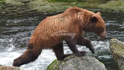 Bear!