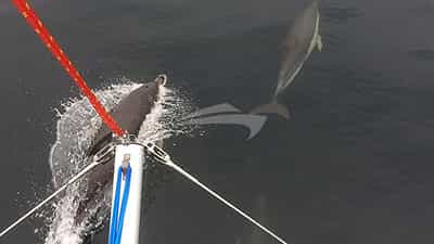 Dolphins on bow of Harmony