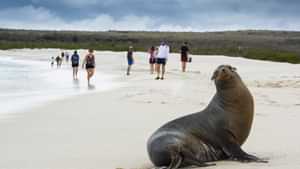 Expedition - Galapagos sea lion
