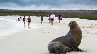 Expedition - Galapagos sea lion