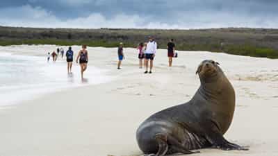 Expedition - Galapagos sea lion
