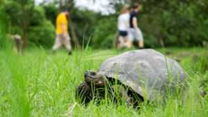 Galapagos giant tortoise
