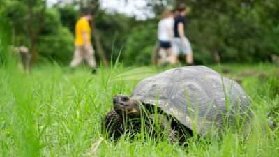 Galapagos giant tortoise