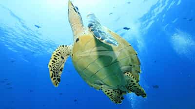 Turtle dive