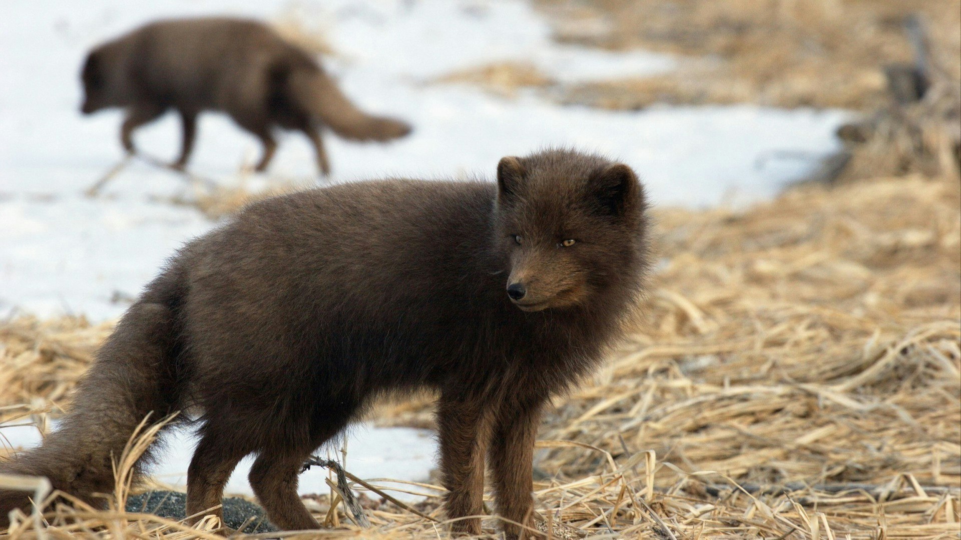arctic fox of Commander Islands (Aleutian archipelago)