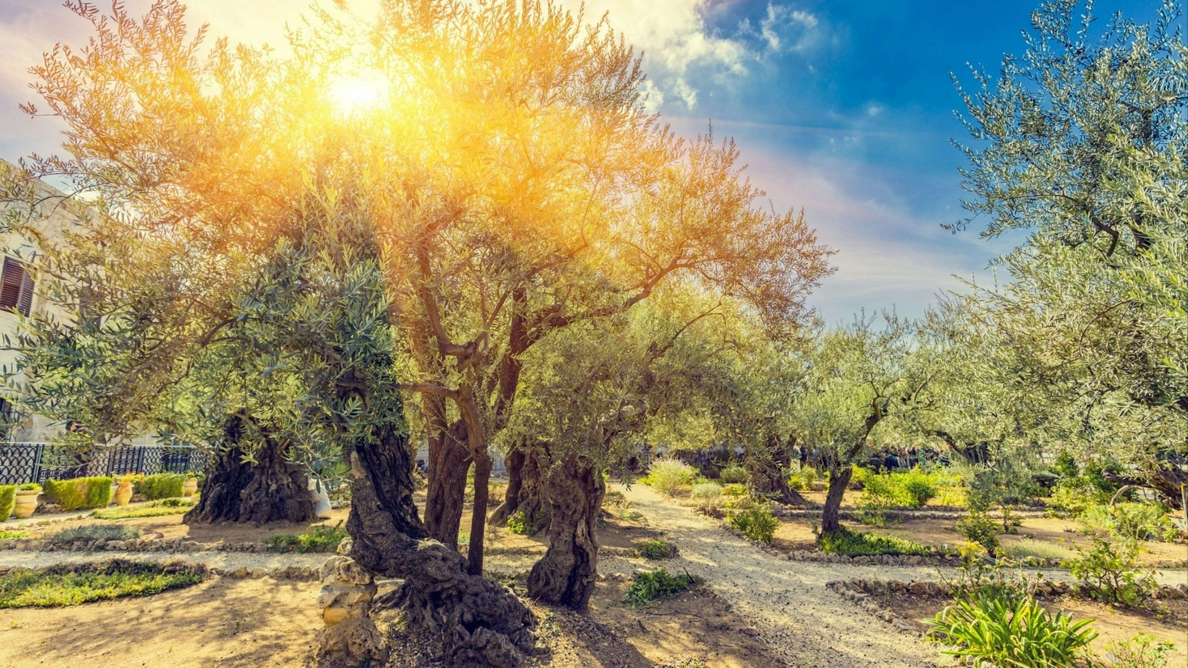 The Gethsemane Olive Orchard, Garden located at the foot of the Mount of Olives