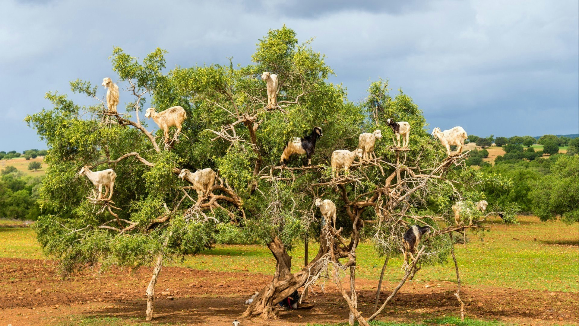 Goats graze on the Argan tree, Morocco North Africa