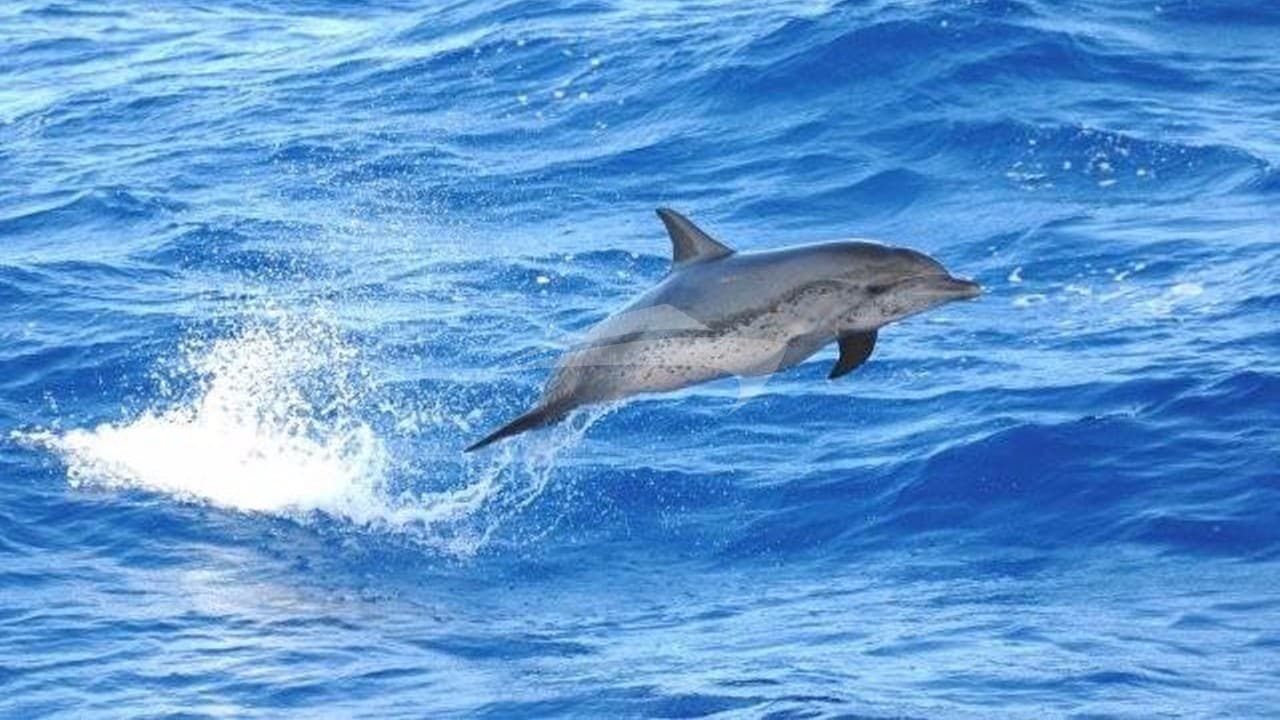 THE DOVE, photo from the yacht portfolio 17