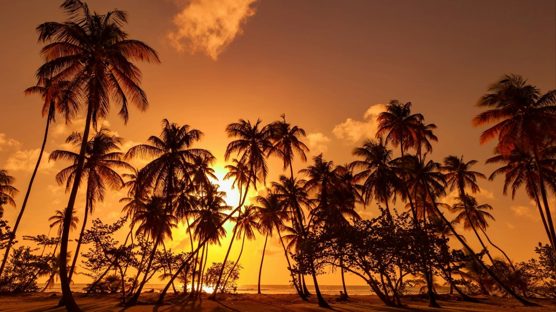 Panorama in Trinidad and Tobago, silhouette of coconut palm trees on colorful sun set