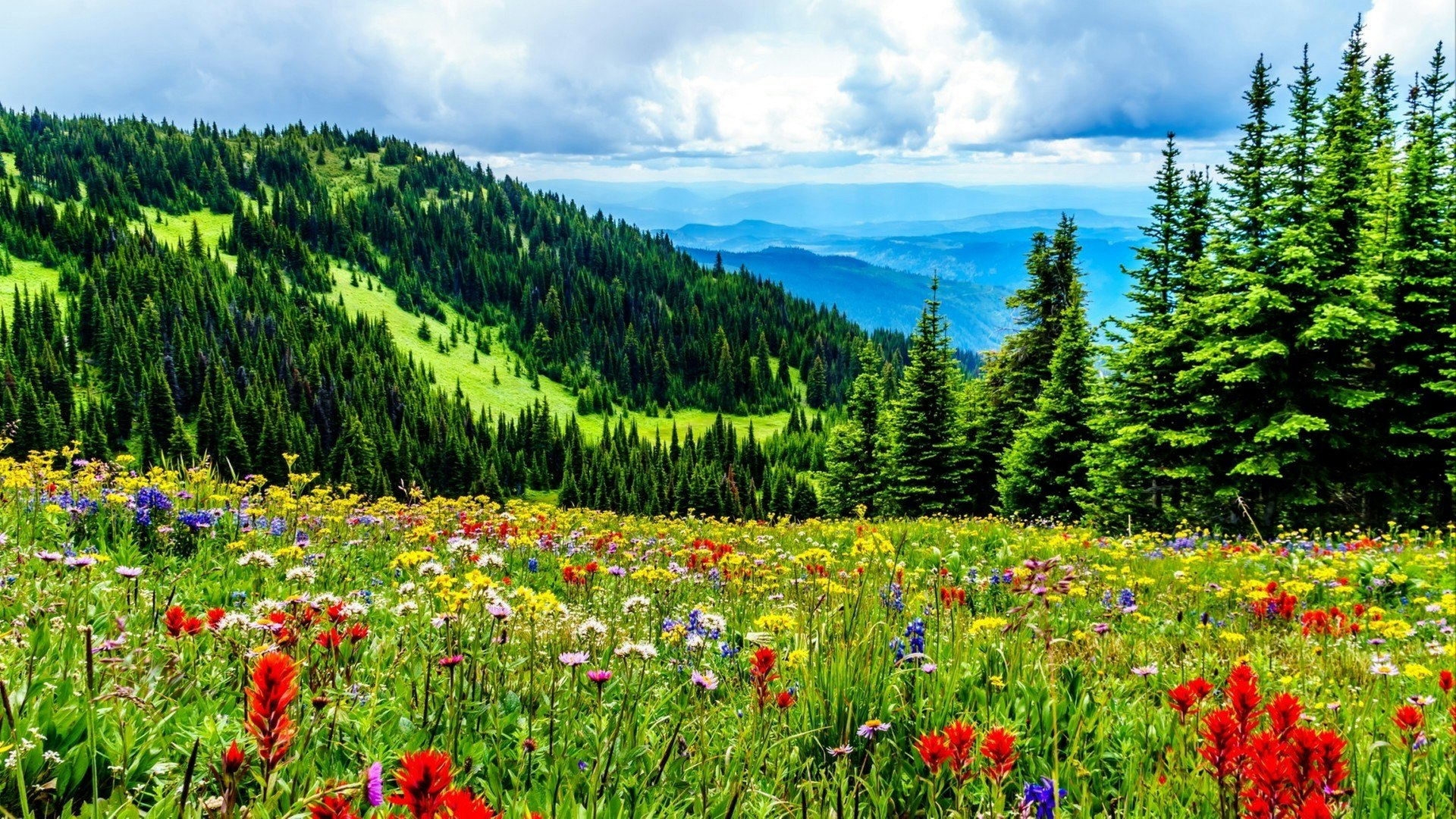 Hiking through the alpine meadows filled with abundant wildflowers