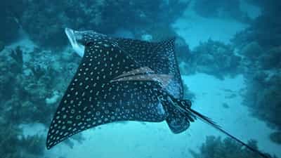 GENESIS spotted Ray